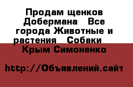 Продам щенков Добермана - Все города Животные и растения » Собаки   . Крым,Симоненко